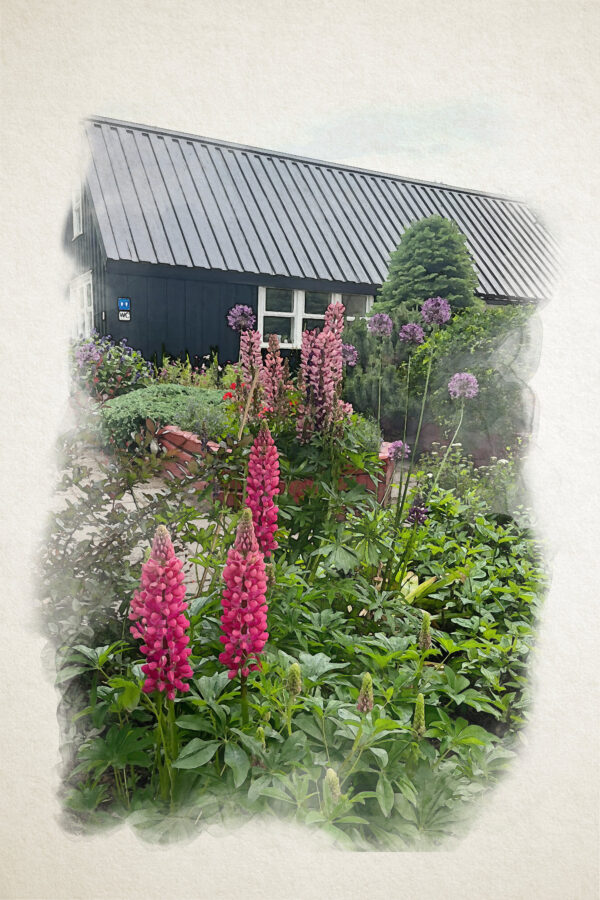 Iceland 2024 - Botanical Garden Red Long Leaf Lupine