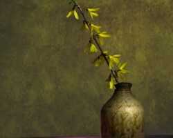 A Forsythia branch with yellow flowers in a rustic artisan pottery vase on a wooden surface, highlighting natural elegance and floral artistry. Still life light painting fine art print by Bobby Izquierdo, limited edition”