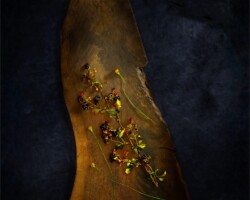 A rustic wooden surface adorned with colorful wildflowers, creating a natural and artistic composition. Still Life Light Painting Wildflowers on Rustic Wood by Bobby Izquierdo